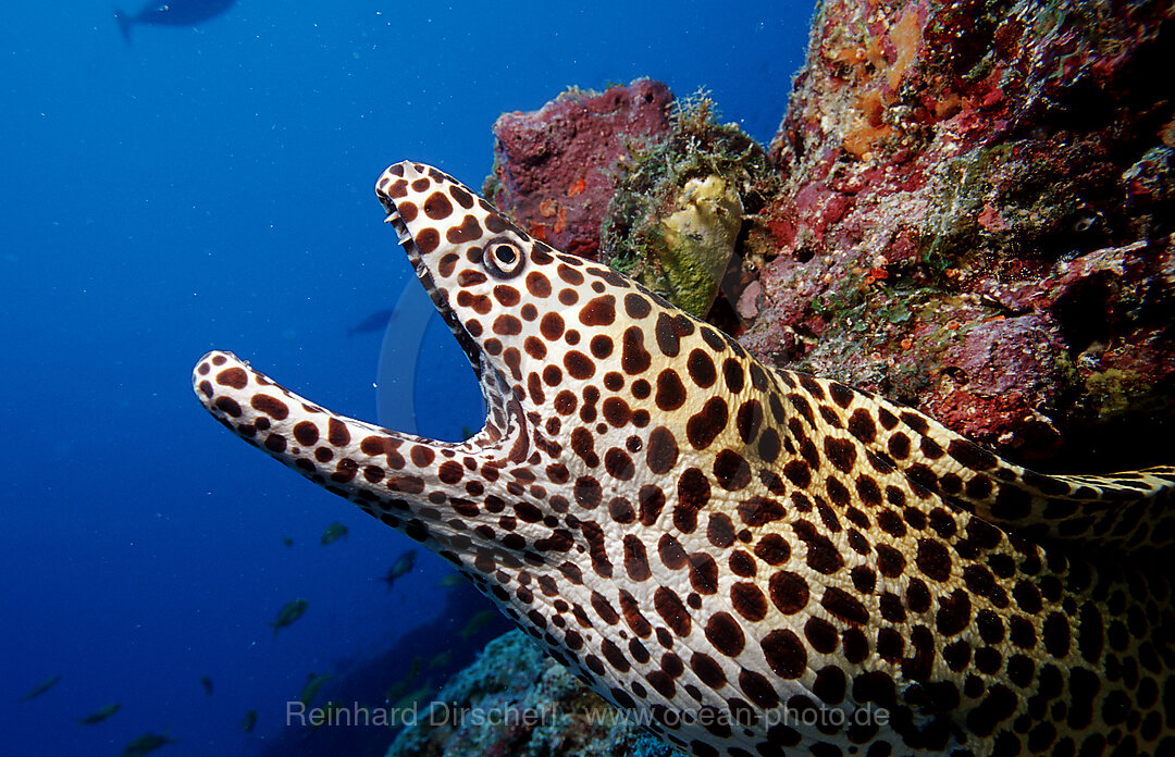 Grosse Netzmuraene, Gymnothorax favagineus, Indischer Ozean, Ari Atoll, Malediven