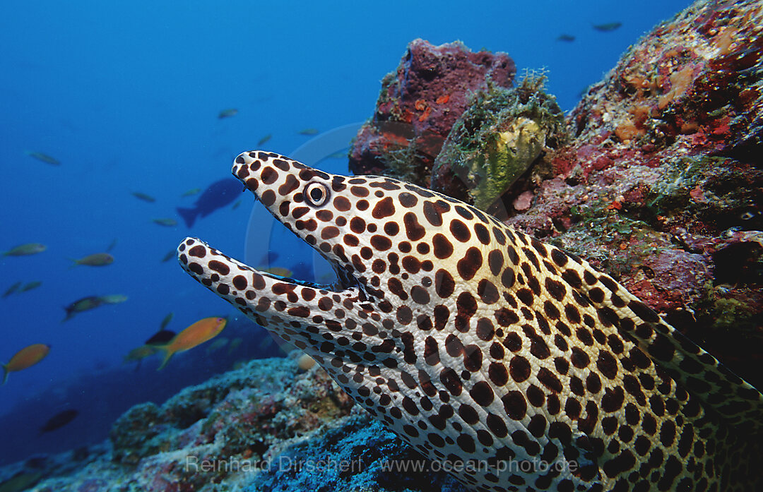 Grosse Netzmuraene, Gymnothorax favagineus, Indischer Ozean, Ari Atoll, Malediven