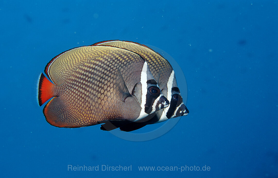 Halsband-Falterfisch, Schmetterlingsfisch, Chaetodon collare, Indischer Ozean, Ari Atoll, Malediven