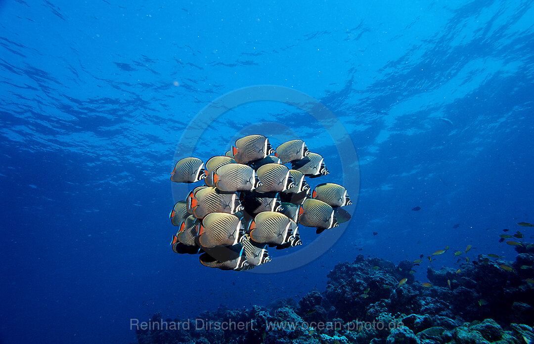 Halsband-Falterfisch, Schmetterlingsfisch, Chaetodon collare, Indischer Ozean, Ari Atoll, Malediven