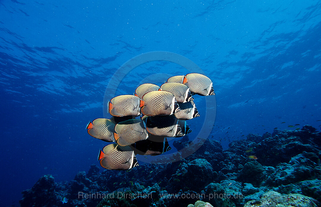 Halsband-Falterfisch, Schmetterlingsfisch, Chaetodon collare, Indischer Ozean, Ari Atoll, Malediven