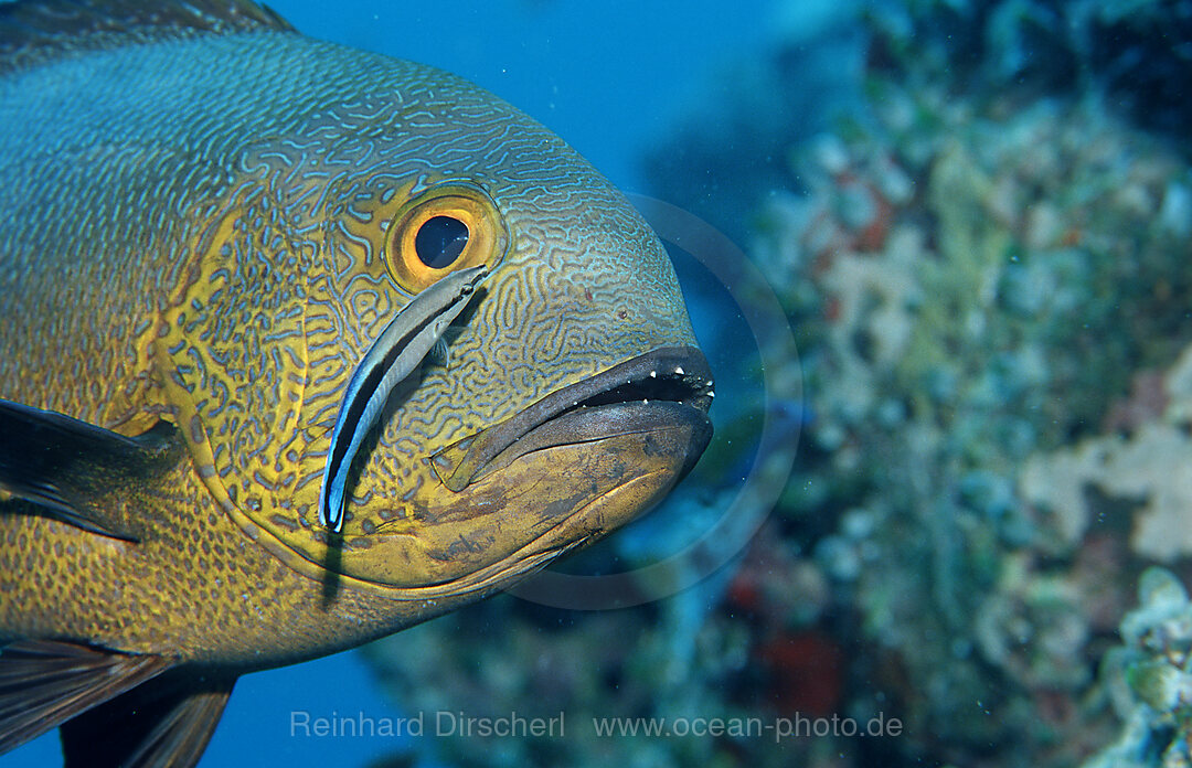 Putzerfisch reinigt Gelbaugen-Schnapper, Labroides dimidiatus, Macolor macularis, Indischer Ozean, Ari Atoll, Malediven