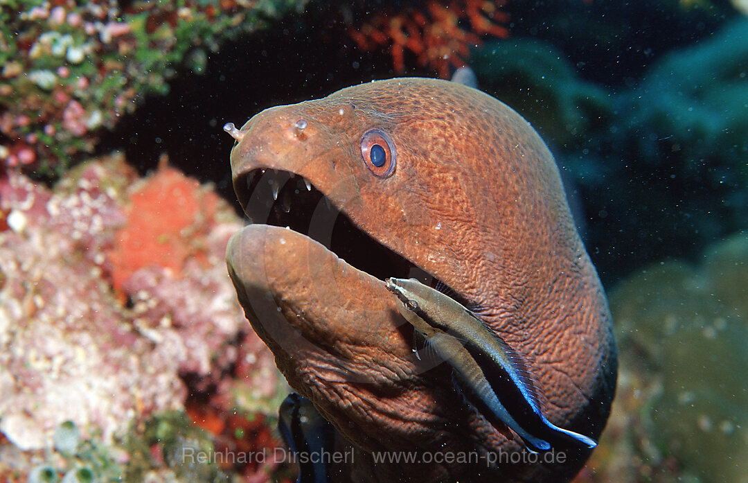 Cleaner wrasse cleaning Yellow-margined moray