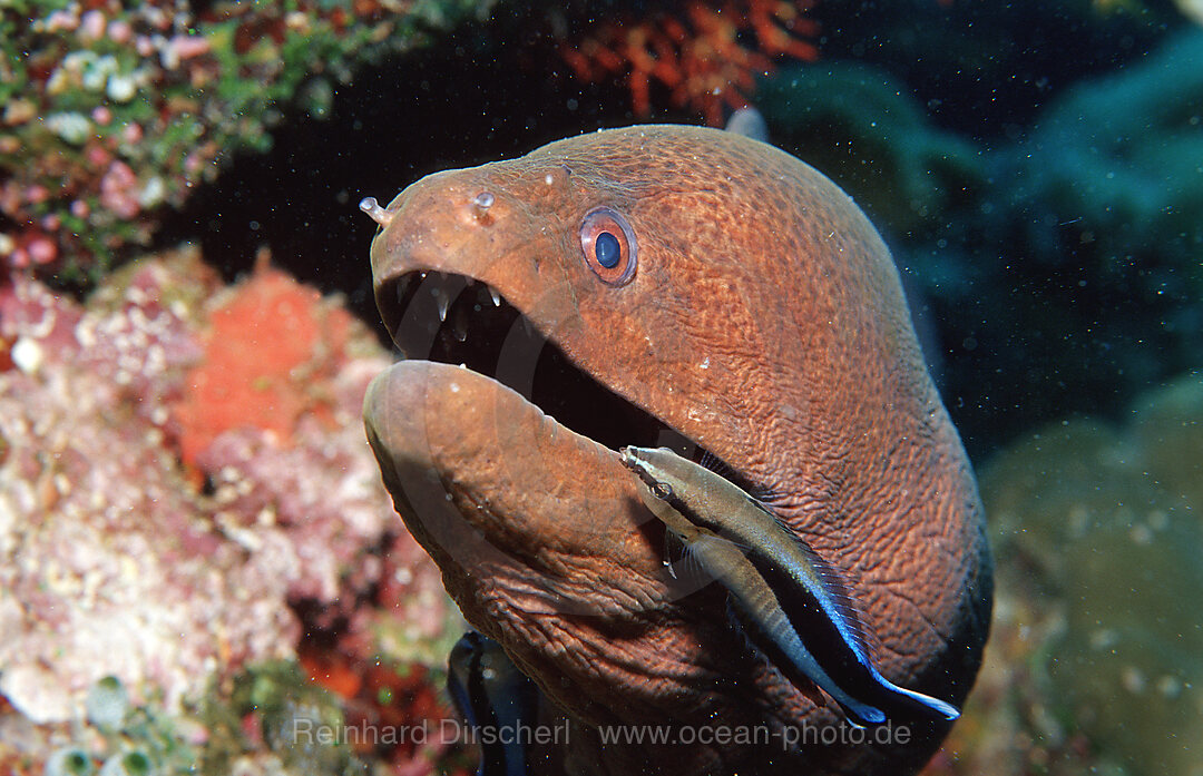 Putzerfisch reinigt Russkopf-Muraene, Labroides dimidiatus, Gymnothorax flavimarginatus, Indischer Ozean, Ari Atoll, Malediven