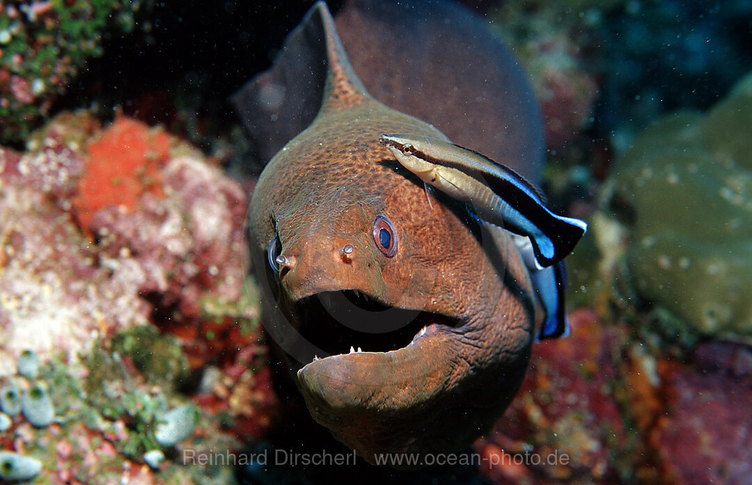 Putzerfisch reinigt Russkopf-Muraene, Labroides dimidiatus, Gymnothorax flavimarginatus, Indischer Ozean, Ari Atoll, Malediven