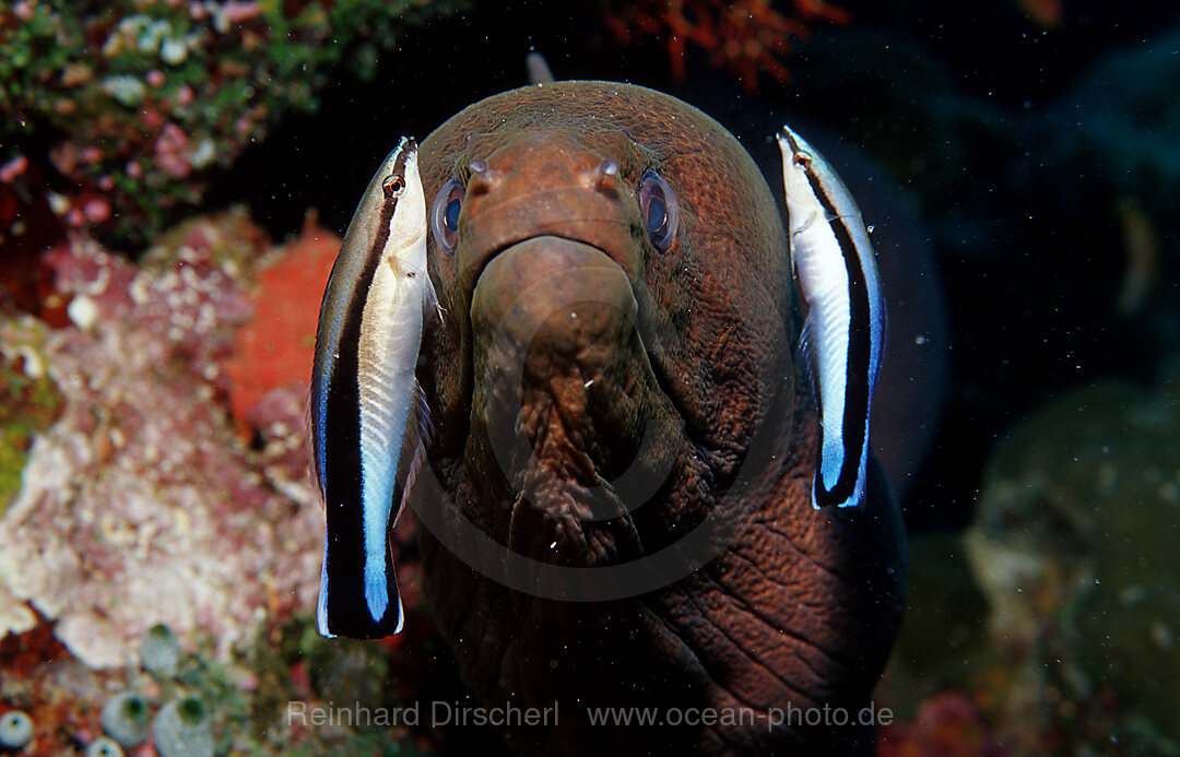 Putzerfisch reinigt Russkopf-Muraene, Labroides dimidiatus, Gymnothorax flavimarginatus, Indischer Ozean, Ari Atoll, Malediven