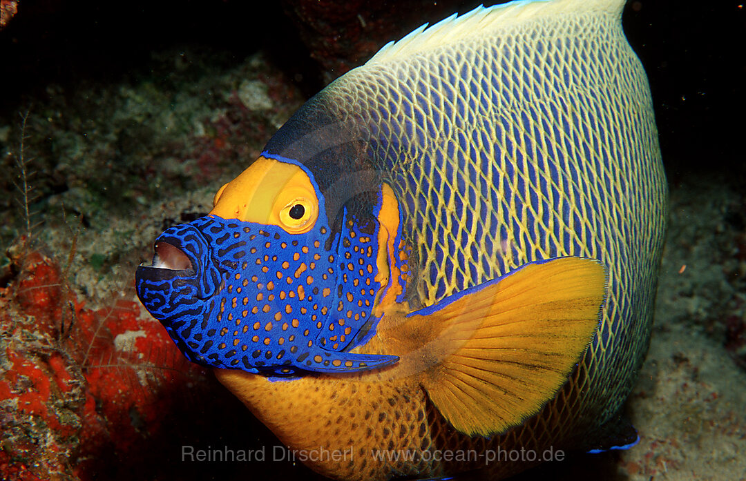 Blaukopf-Kaiserfisch