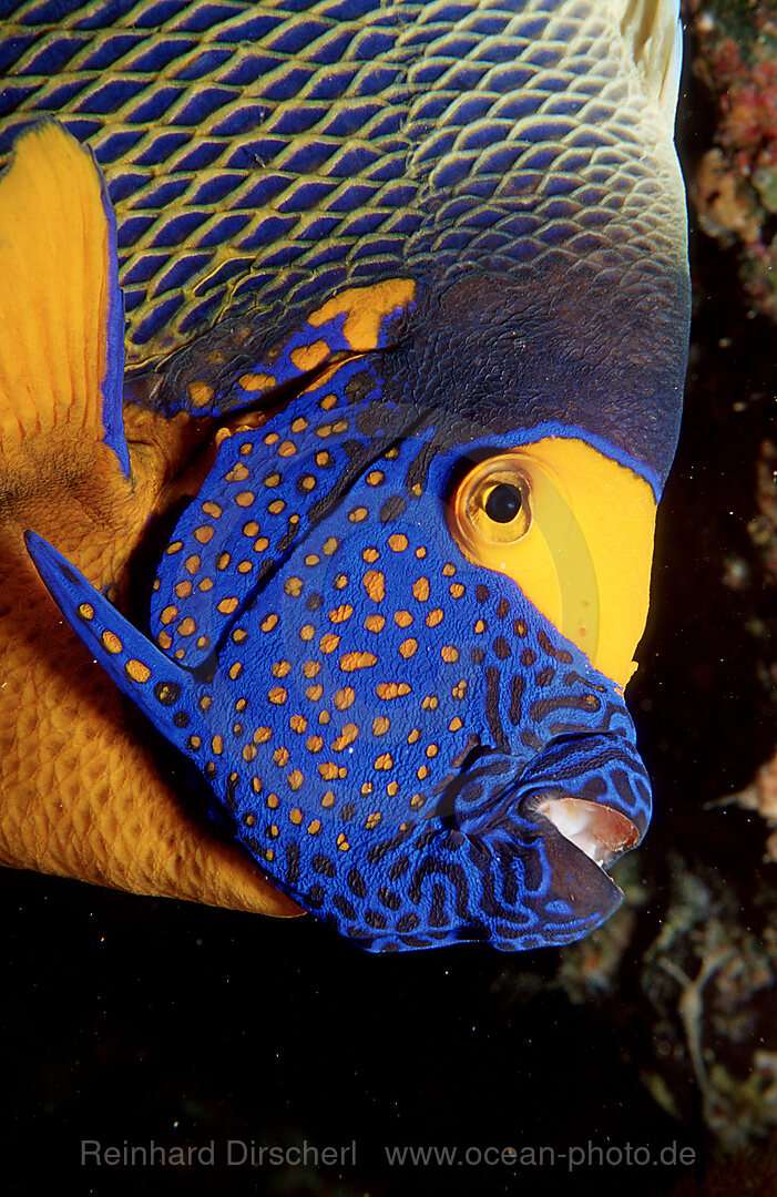 Blaukopf-Kaiserfisch, Pomacanthus xanthometopon, Indischer Ozean, Ari Atoll, Malediven