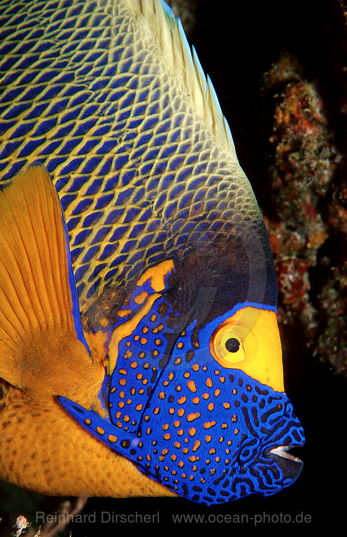 Blaukopf-Kaiserfisch