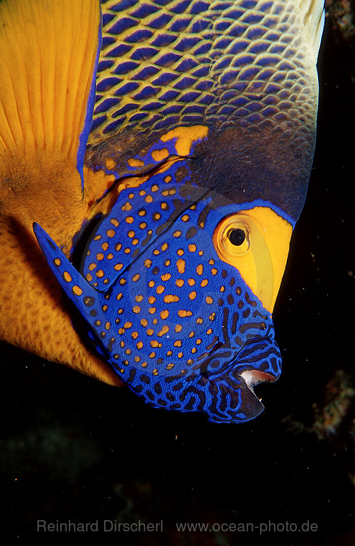 Blaukopf-Kaiserfisch