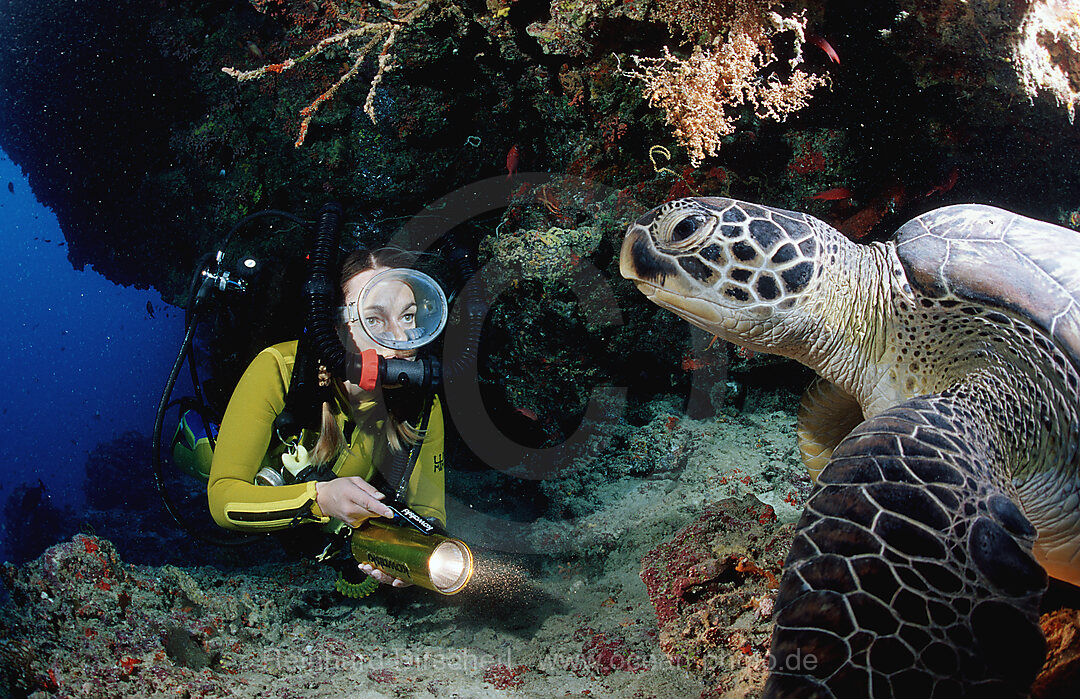 Green Turtle and scuba diver, Rebreather diving