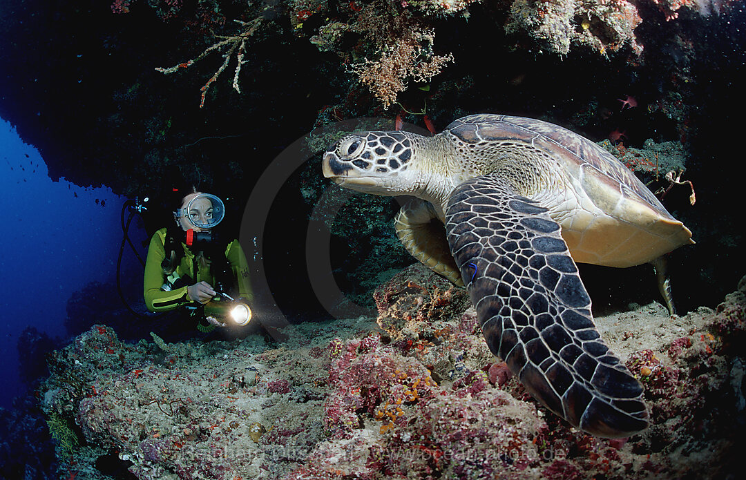 Suppenschildkroete und Taucher, Rebreather-Tauchen, Chelonia mydas, Indischer Ozean, Ari Atoll, Malediven