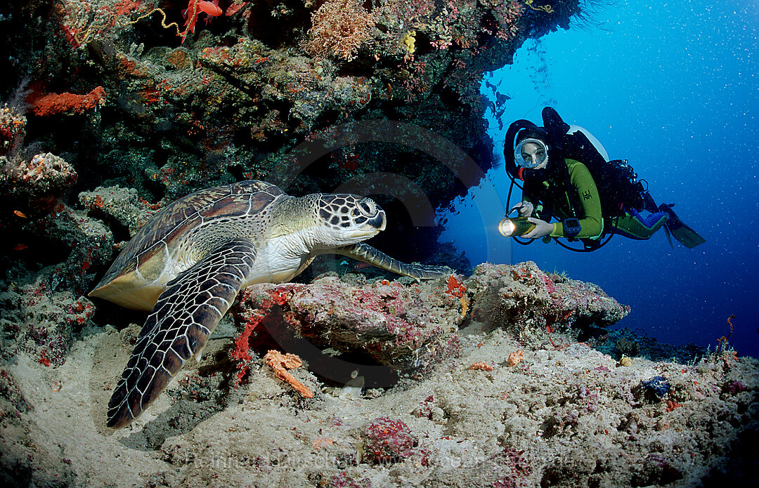 Suppenschildkroete und Taucher, Rebreather-Tauchen