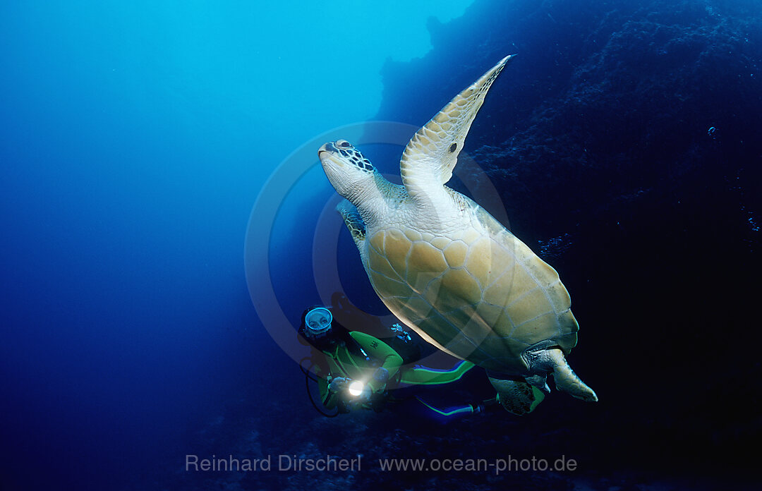 Suppenschildkroete und Taucher, Rebreather-Tauchen