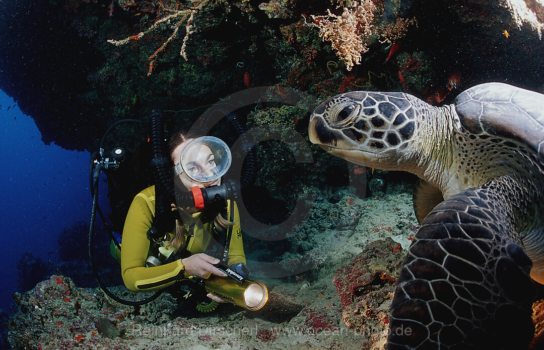 Green Turtle and scuba diver, Rebreather diving
