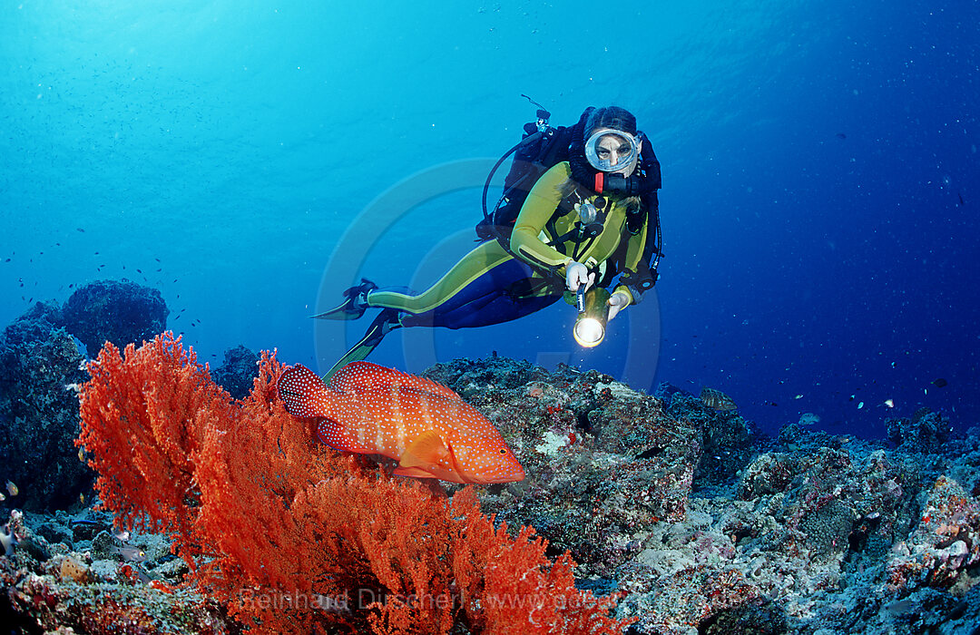 Juwelenbarsch und Taucher, Kreislauftauchgeraet, Cephalopholis miniata, Indischer Ozean, Ari Atoll, Malediven