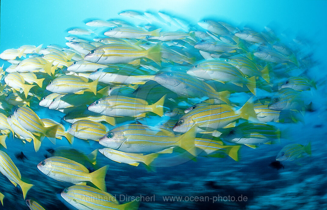 Fuenfstreifen-Schnapper, Lutjanus quinquelineatus, Indischer Ozean, Ari Atoll, Malediven