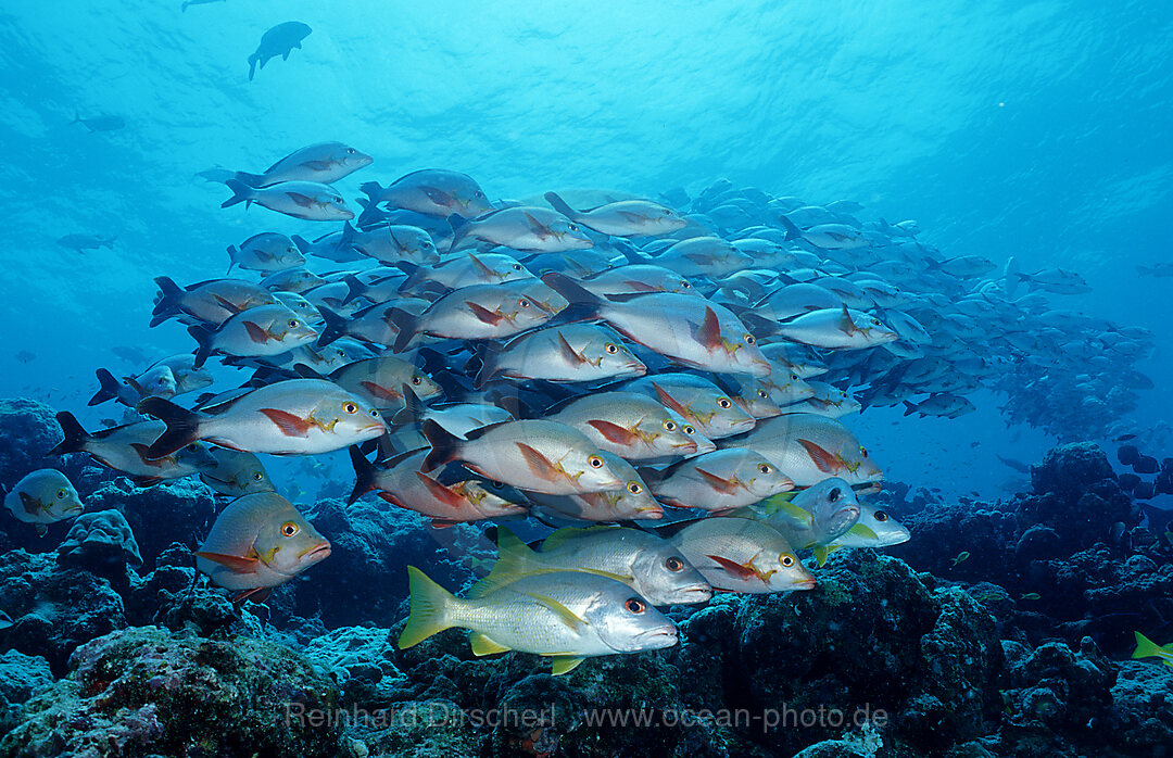Humpback snapper