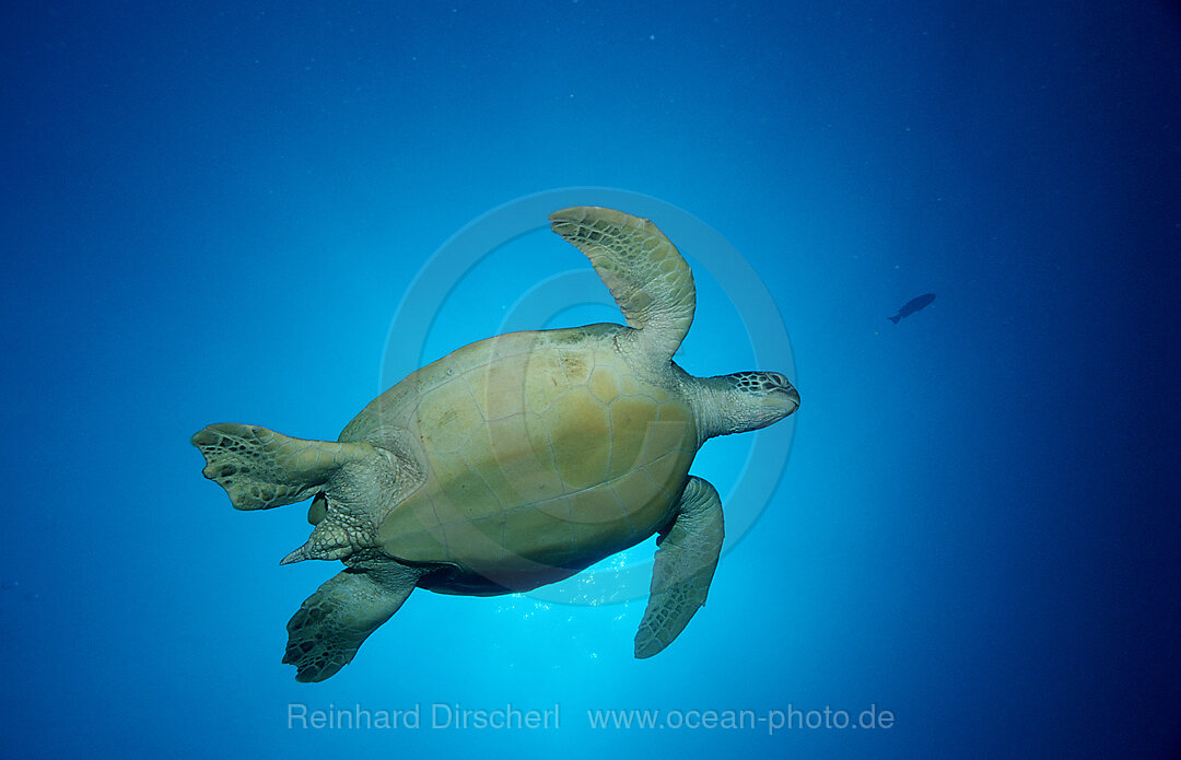 Green sea turtle, green turtle