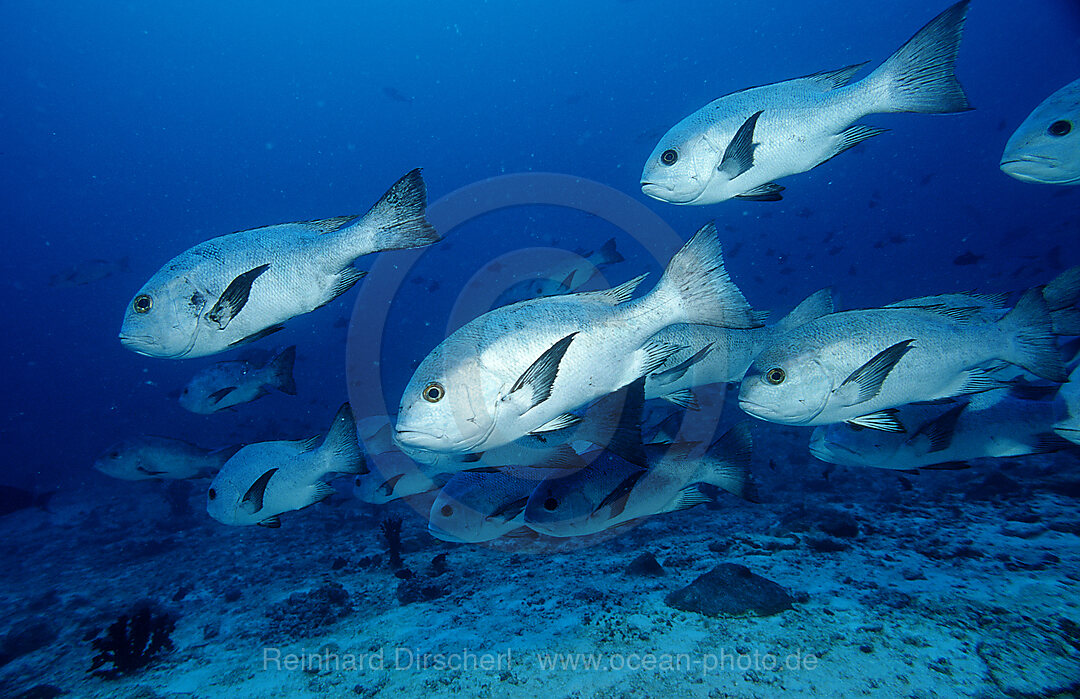 Schwarzer Schnapper, Macolor niger, Indischer Ozean, Ari Atoll, Malediven