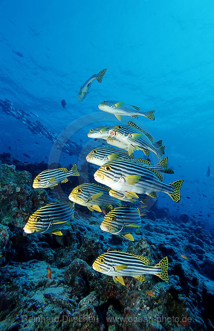 Oriental sweetlips