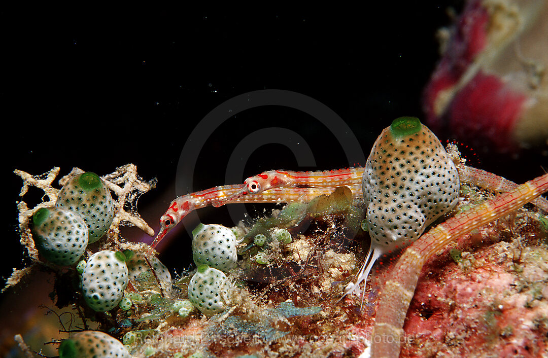 A pair of Black-breasted pipefish