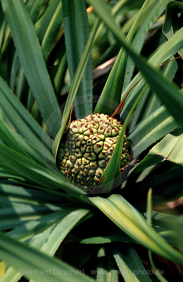 Frucht eines Schraubenbaums