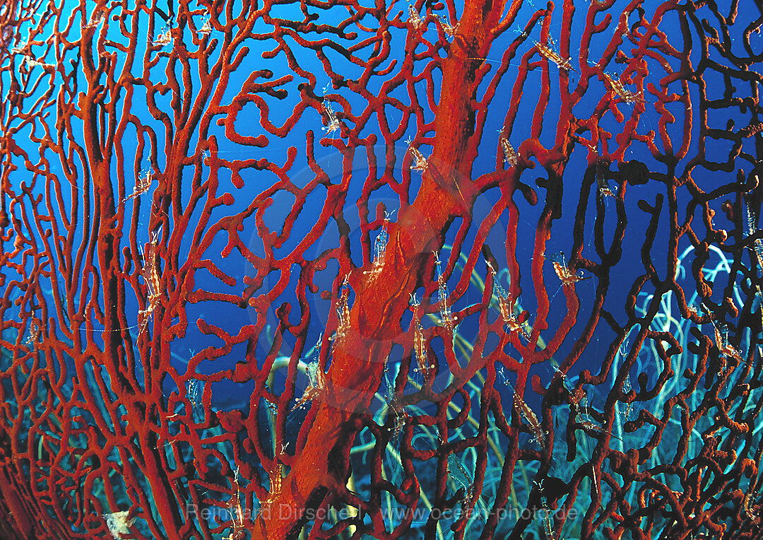shrimp on gorgonian coral