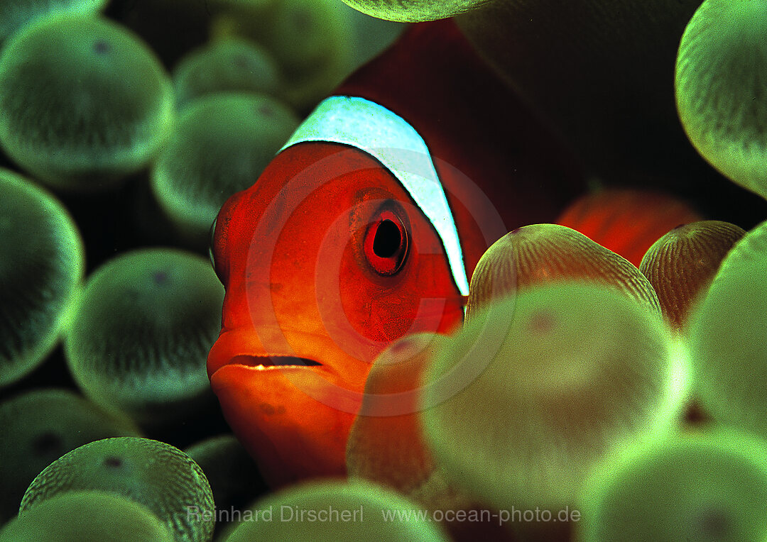 Spinecheek clownfish
