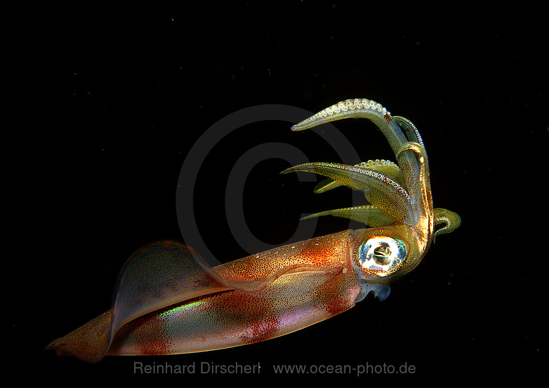squid, nightdive