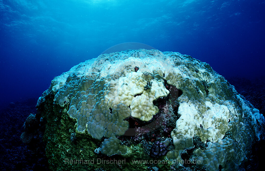 Korallenbleiche, Korallensterben, Suedchinesisches Meer, South chinies sea, Layang layang, Malaysia