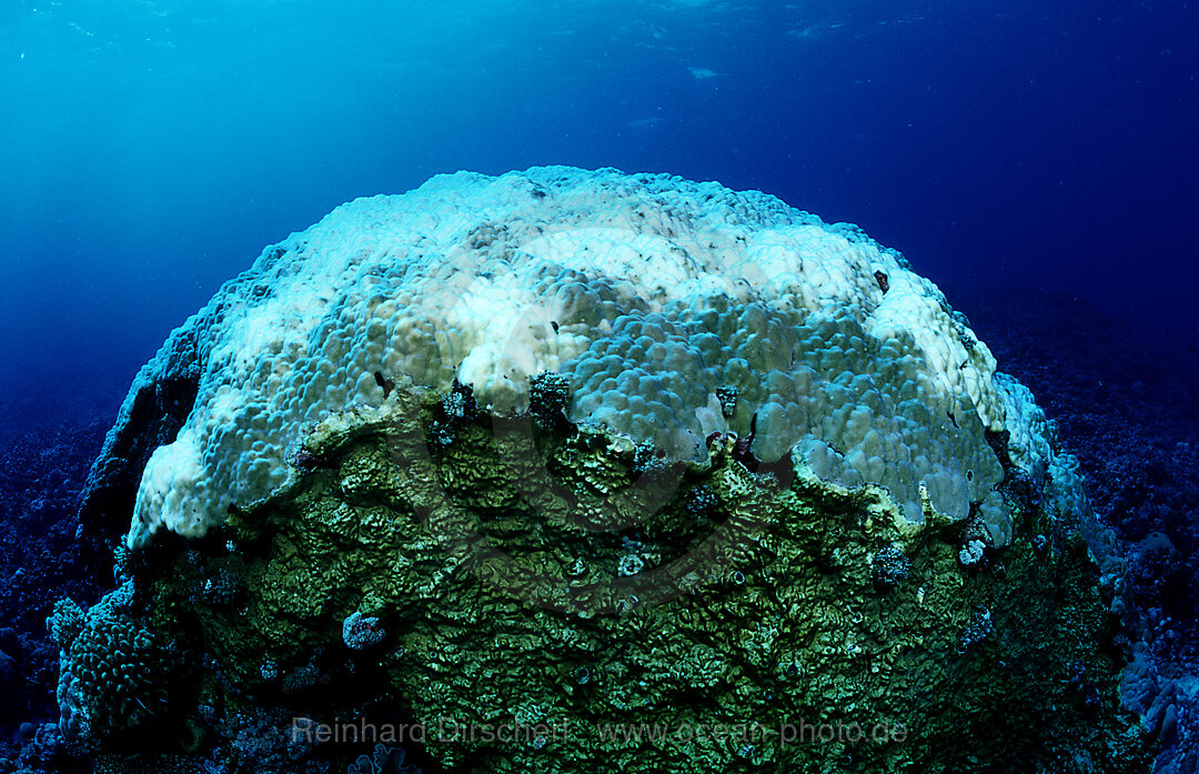 Korallenbleiche, Korallensterben, Suedchinesisches Meer, South chinies sea, Layang layang, Malaysia