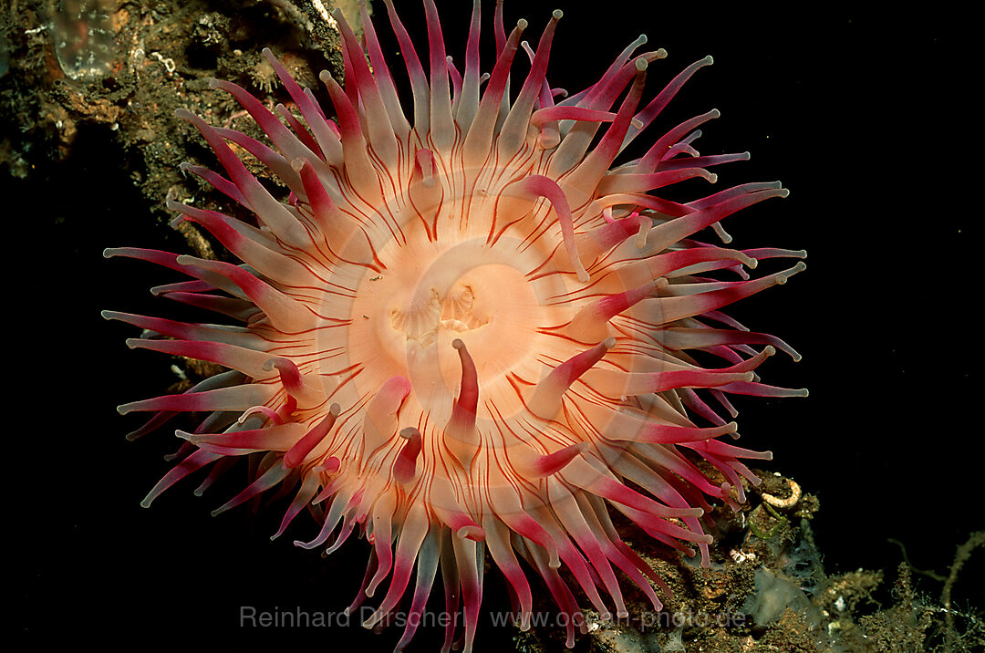 Anemone