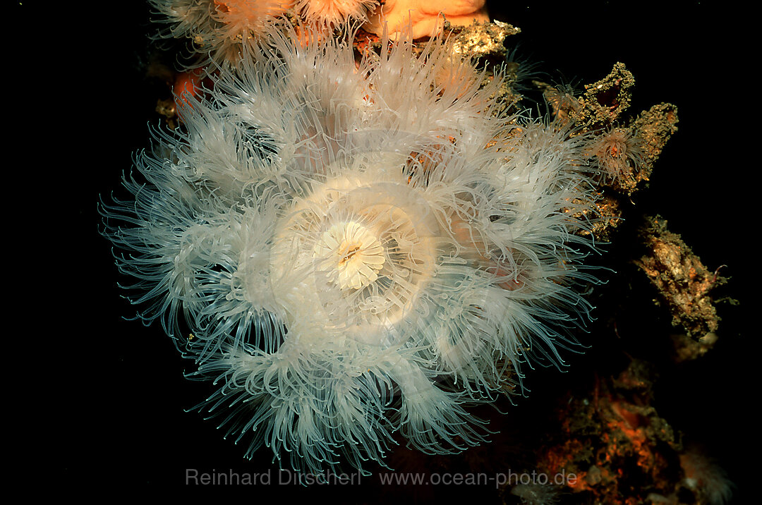 anemone