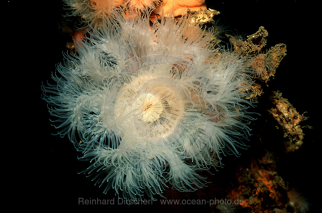 anemone, Atlantic ocean, north atlantic ocean, Alesund, Norway