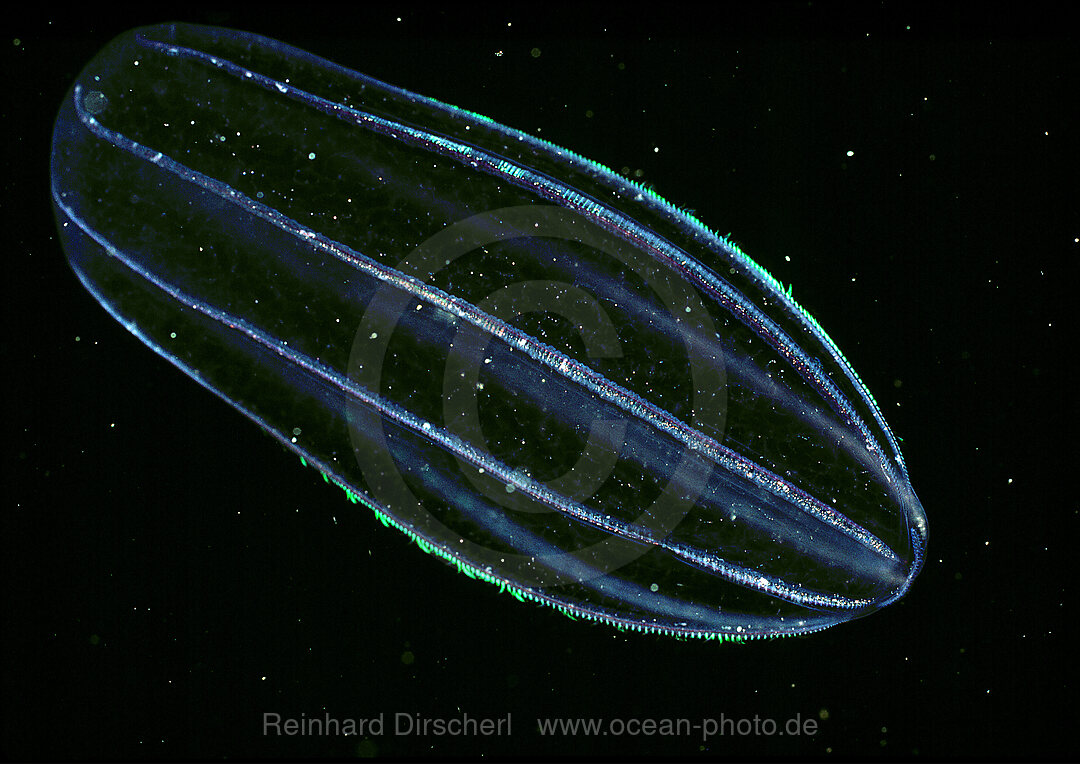 Jellyfish