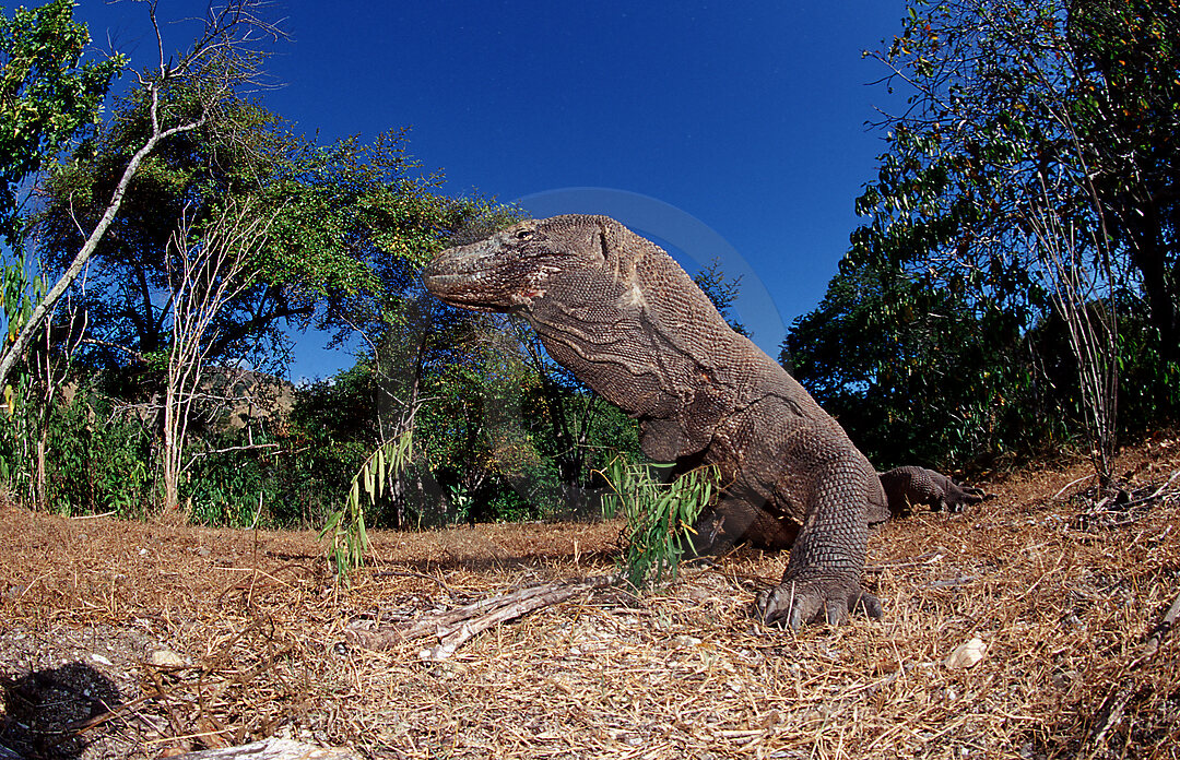 Komodo dragon in natural environment