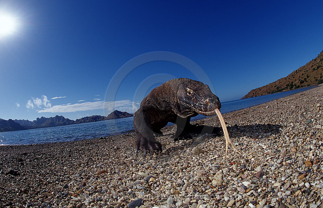 Komodo Waran, Komodo-Waran, Varanus komodoensis, Indischer Ozean, Komodo National Park, Indonesien