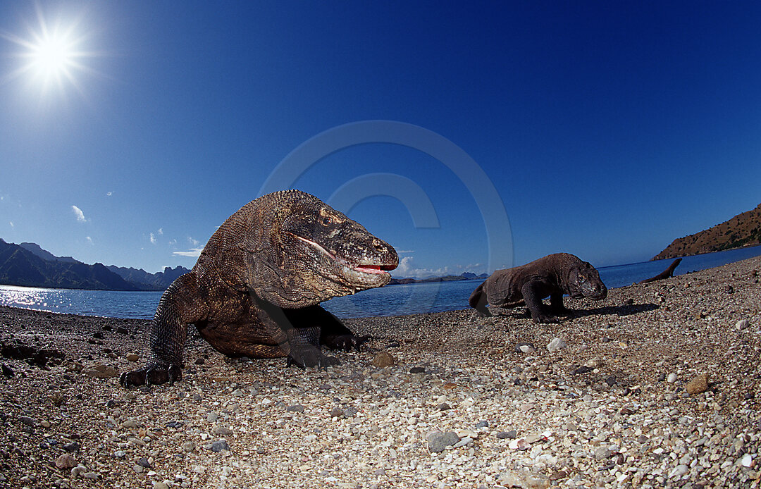 Komodo dragon in natural environment, Varanus komodoensis, Indian Ocean, Komodo National Park, Indonesia