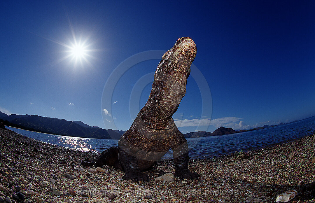 Komodo dragon in natural environment