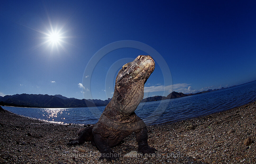 Komodo dragon in natural environment, Varanus komodoensis, Indian Ocean, Komodo National Park, Indonesia