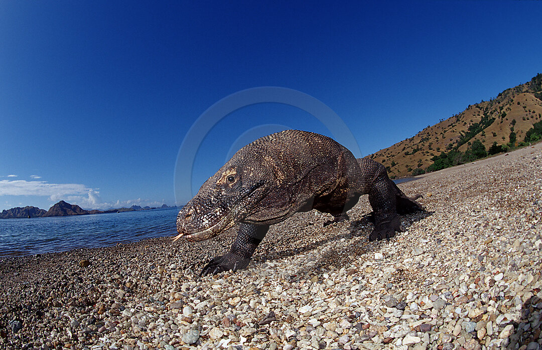 Komodo Waran, Komodo-Waran, Varanus komodoensis, Indischer Ozean, Komodo National Park, Indonesien