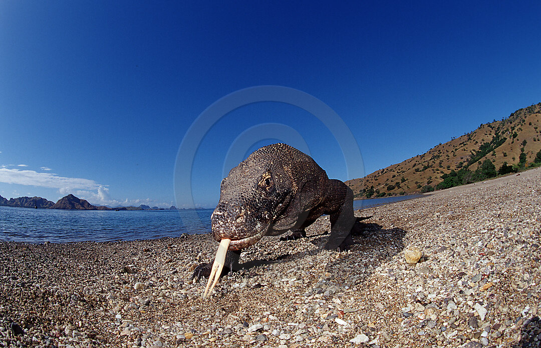 Komodo Waran, Komodo-Waran, Varanus komodoensis, Indischer Ozean, Komodo National Park, Indonesien