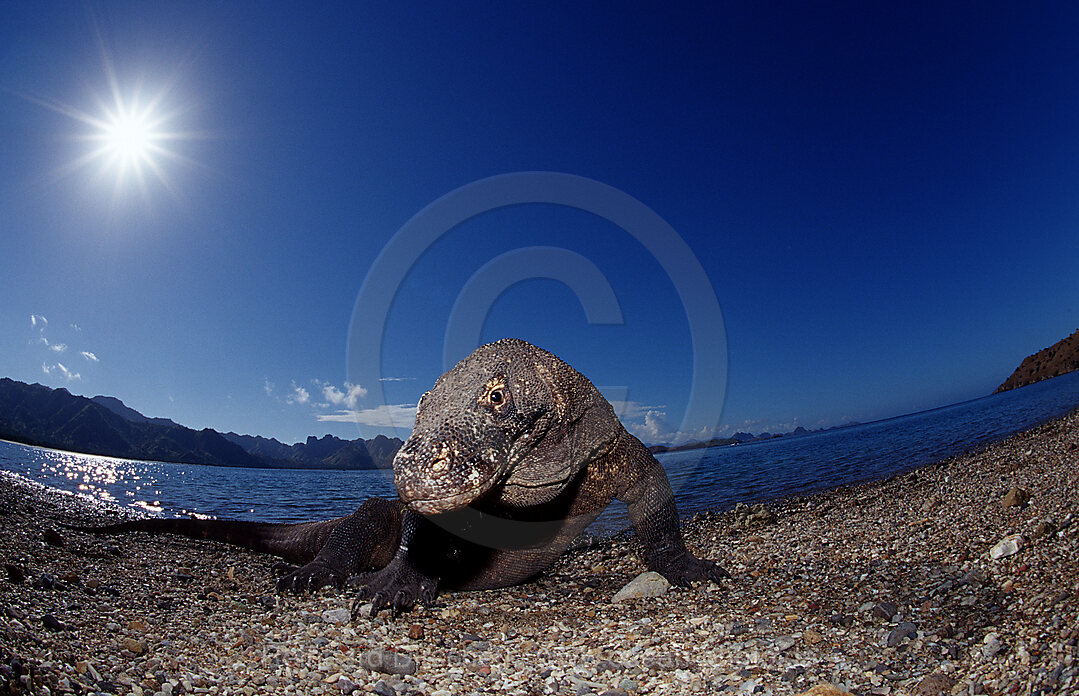 Komodo dragon in natural environment, Varanus komodoensis, Indian Ocean, Komodo National Park, Indonesia