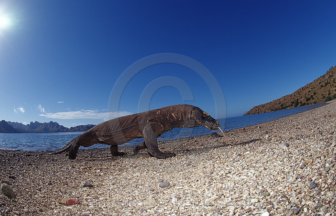 Komodo Waran, Komodo-Waran, Varanus komodoensis, Indischer Ozean, Komodo National Park, Indonesien