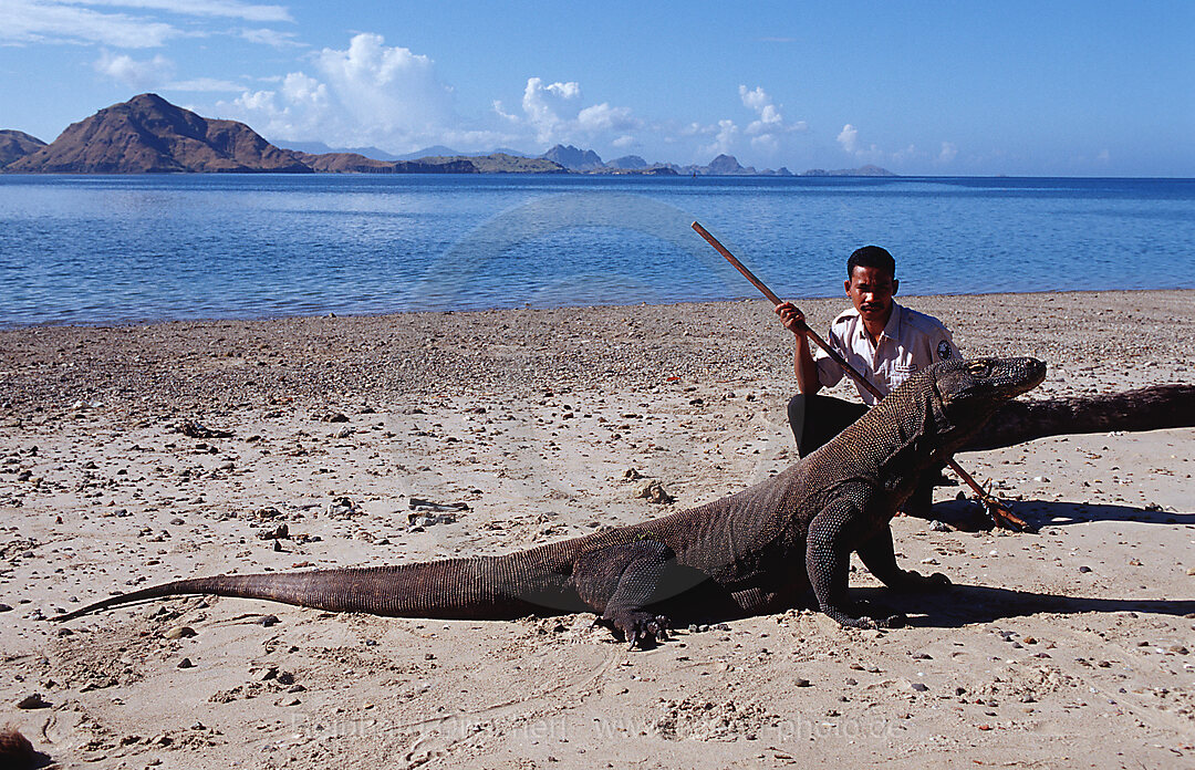 Komodo Waran, Komodo-Waran und Nationalpark Ranger, Varanus komodoensis, Indischer Ozean, Komodo National Park, Indonesien