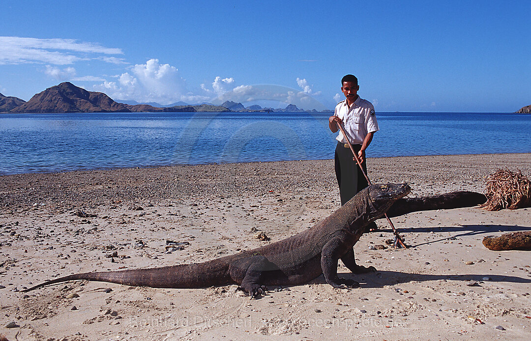 Komodo Waran, Komodo-Waran und Nationalpark Ranger, Varanus komodoensis, Indischer Ozean, Komodo National Park, Indonesien