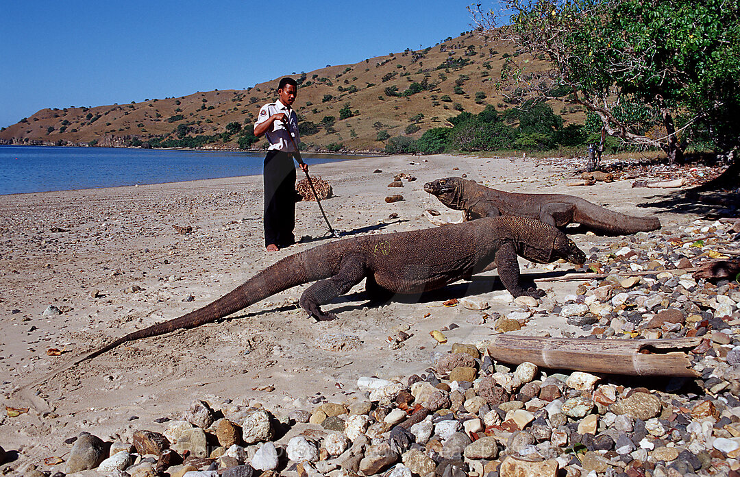 Komodo Waran, Komodo-Waran und Nationalpark Ranger, Varanus komodoensis, Indischer Ozean, Komodo National Park, Indonesien