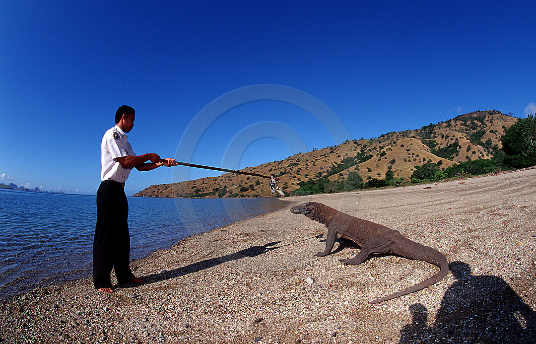 Komodo Waran, Komodo-Waran und Nationalpark Ranger, Varanus komodoensis, Indischer Ozean, Komodo National Park, Indonesien