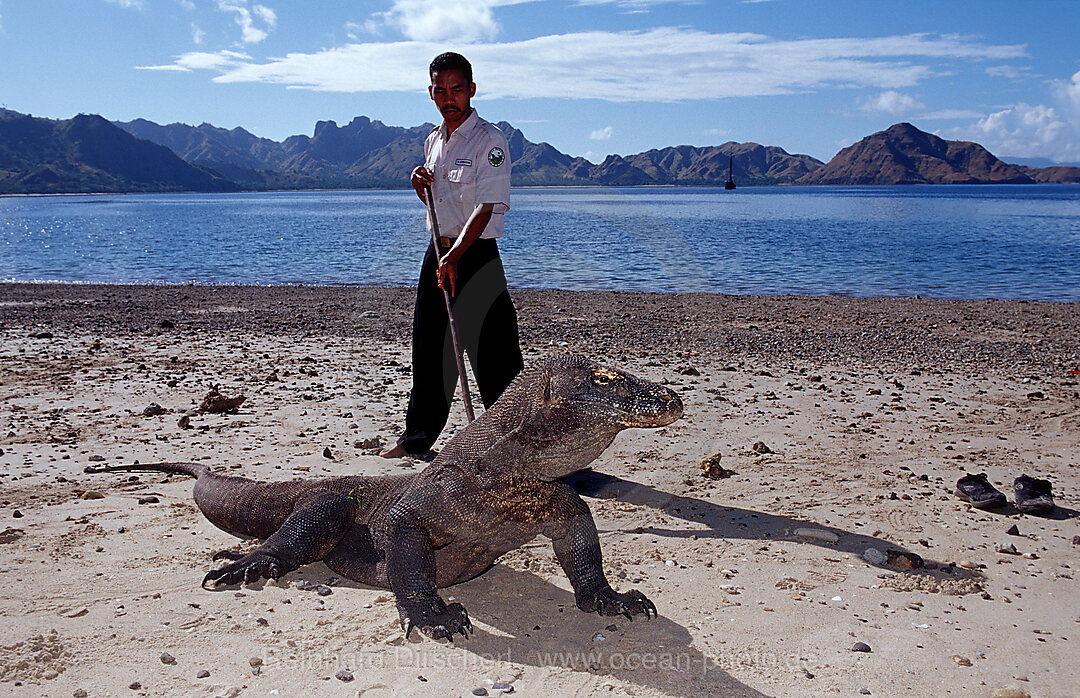 Komodo Waran, Komodo-Waran und Nationalpark Ranger, Varanus komodoensis, Indischer Ozean, Komodo National Park, Indonesien